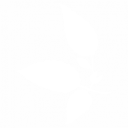 Листа