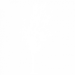 Дърво