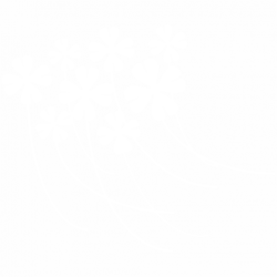 Clover