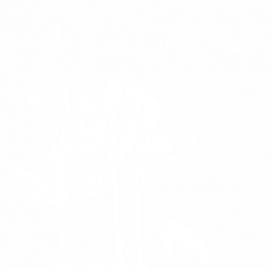 Meadow