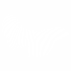 Шарка на зебра